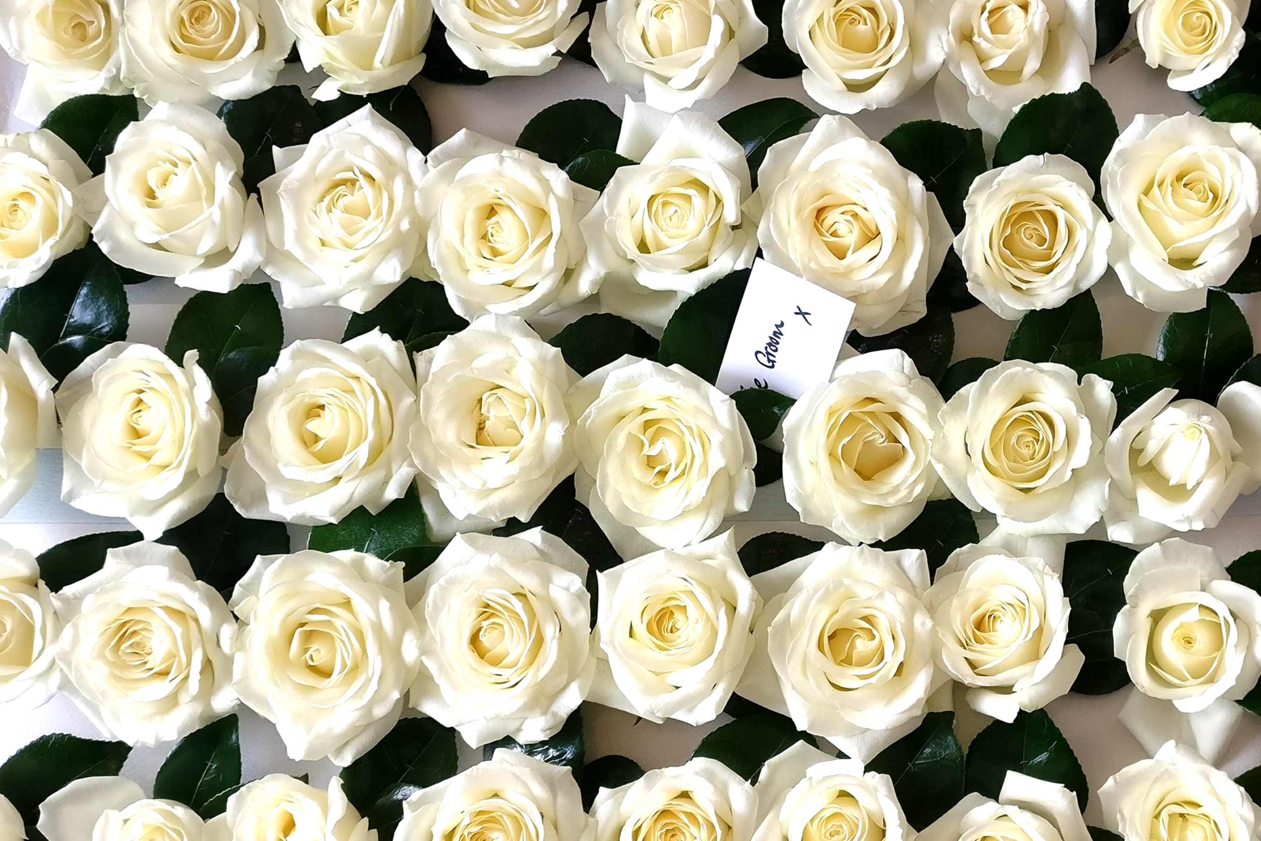 Oadby florist, Wigston Florist, Leicester florist, multiple white rose wedding Buttonholes laid out symmetrically