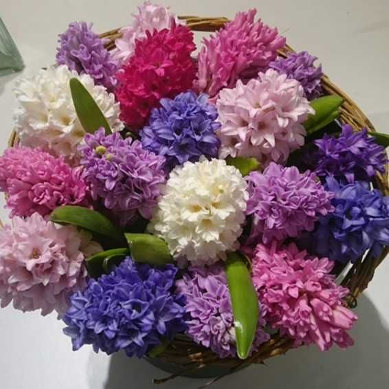 Oadby florist, Wigston florist, Handtied Pink, white and purple hyancinths spring bouquet