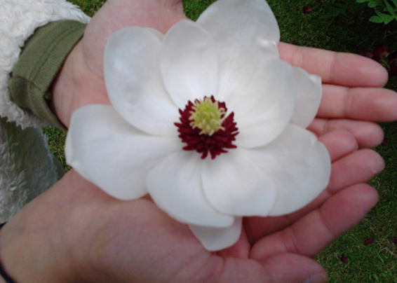 Oadby florist, Wigston florist, Leicester flowers, White magnolia in a child's hand