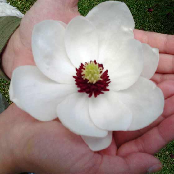 Oadby florist, Wigston florist, hand held Magnolia bloom